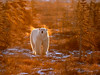 Photo taken by: Dennis Fast